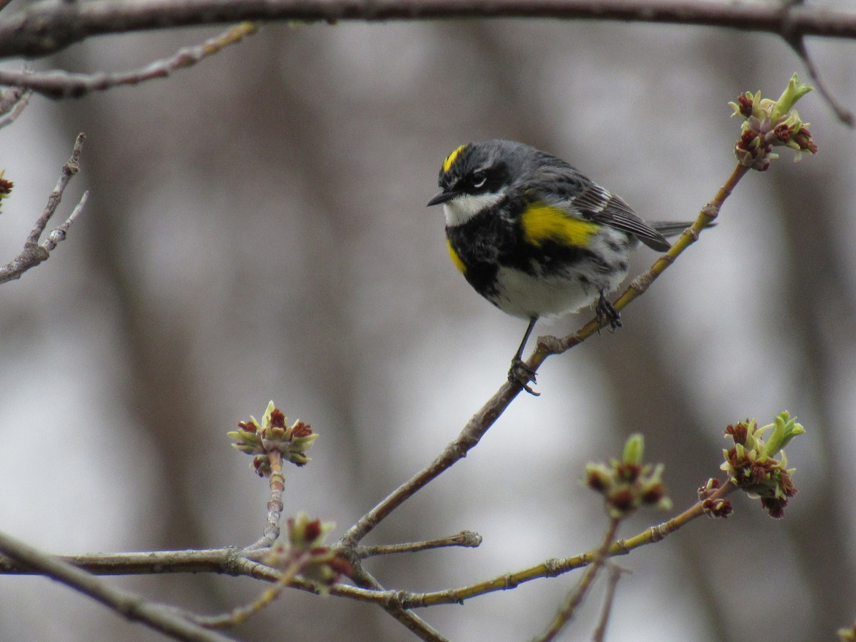 Yellow-rumped Warbler - ML153439631