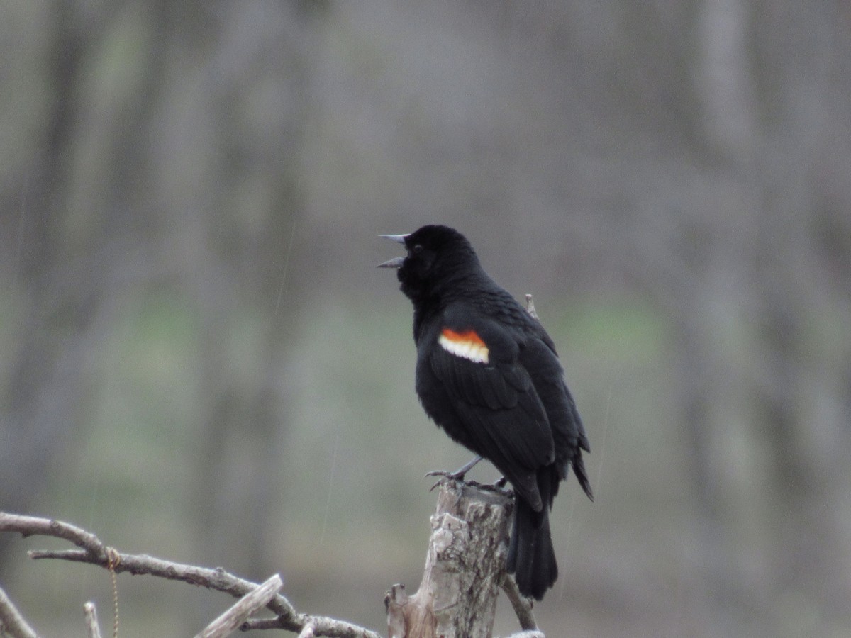 Red-winged Blackbird - ML153439681