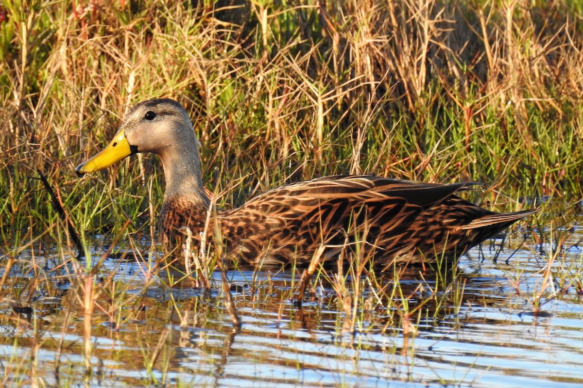 Mottled Duck - ML153439761