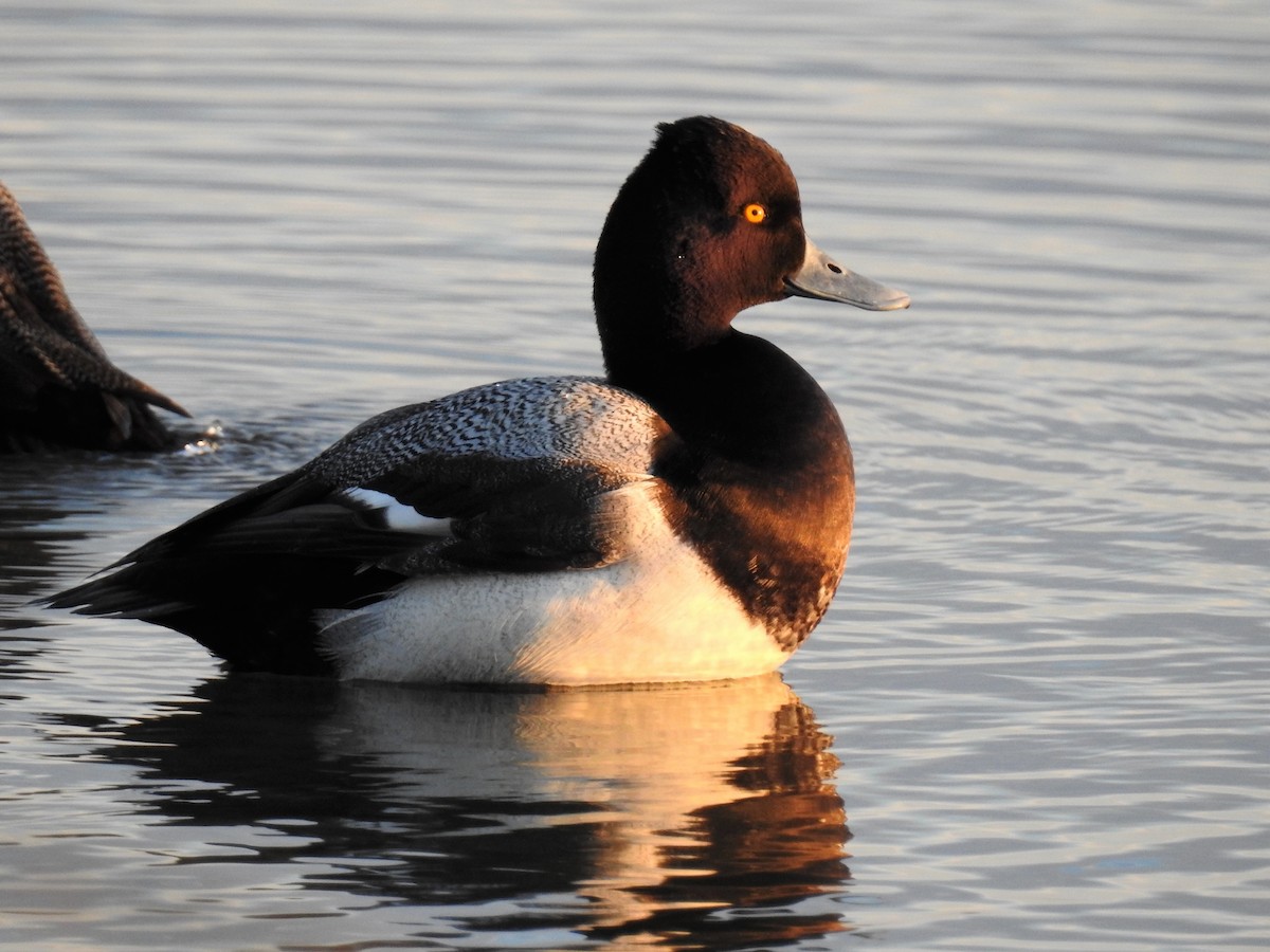 Lesser Scaup - ML153440131