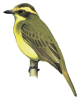 Lemon-browed Flycatcher - Conopias cinchoneti - Birds of the World