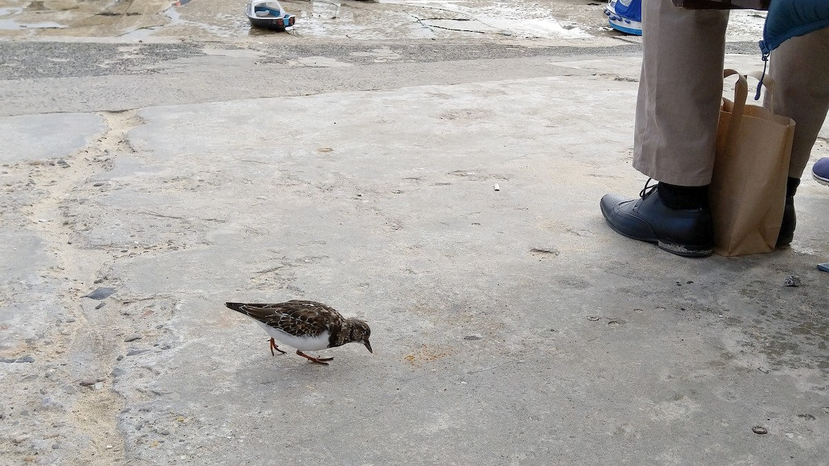 Ruddy Turnstone - ML153444091