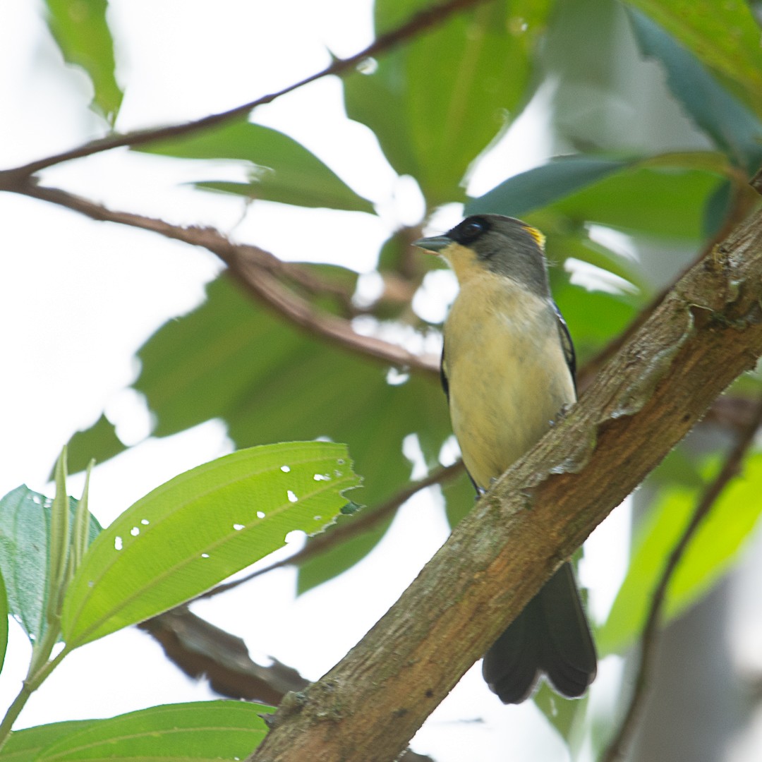 Black-goggled Tanager - ML153444821