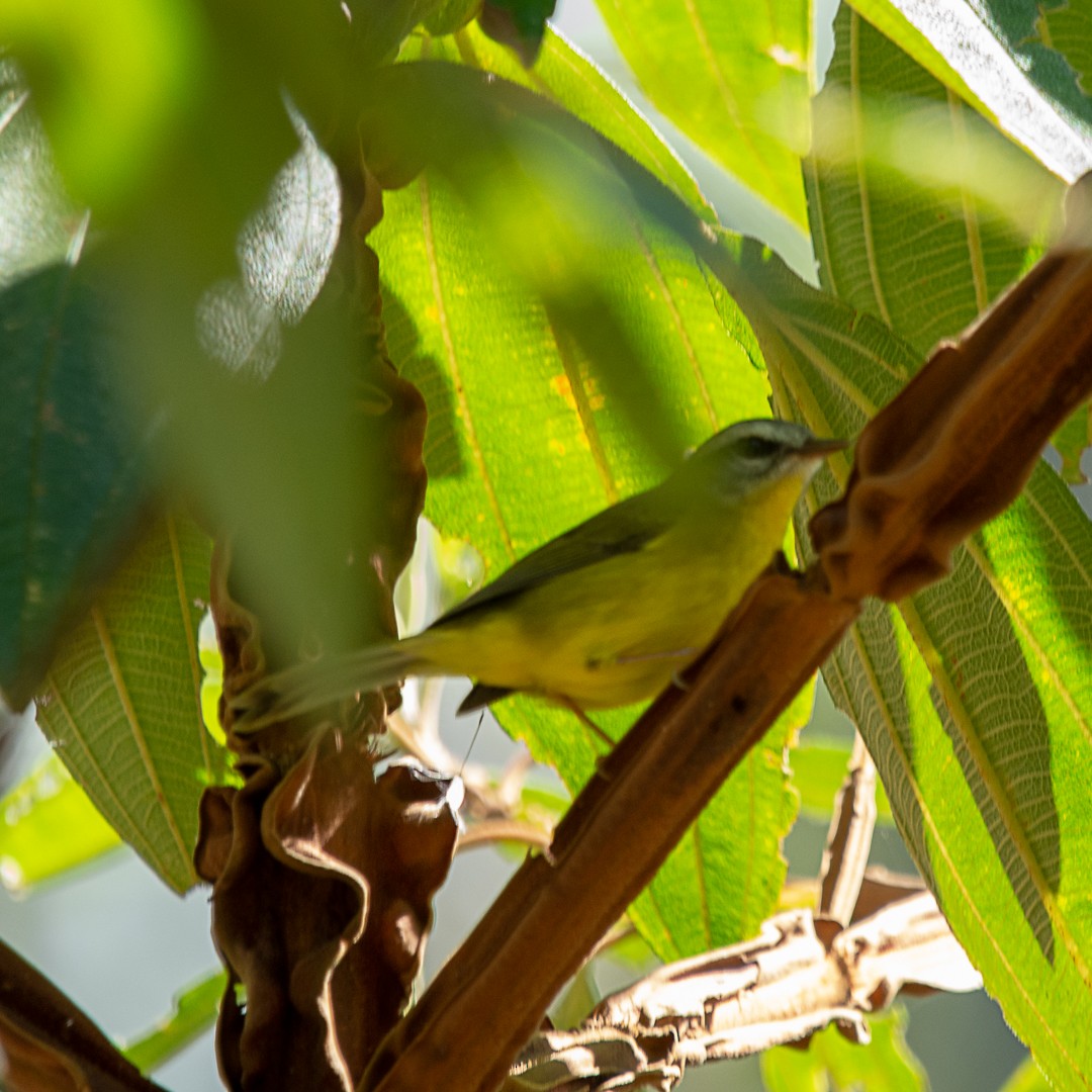 Golden-crowned Warbler - ML153445411