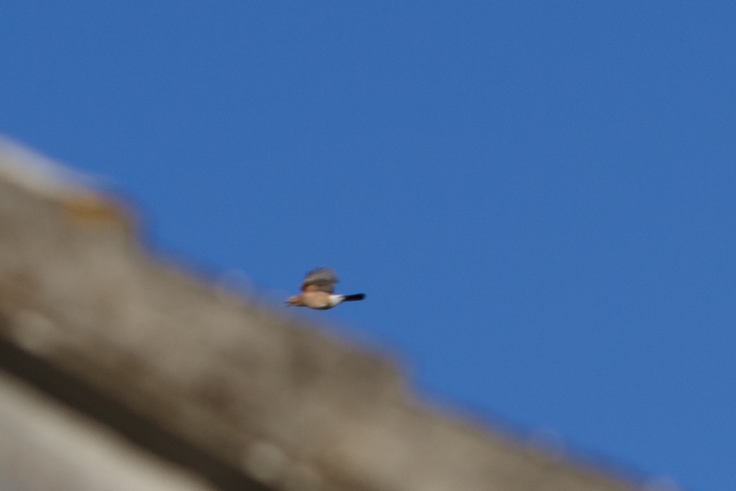 Eurasian Jay - ML153445811