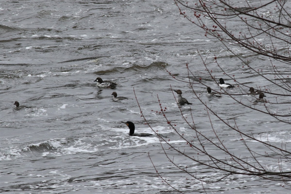 Common Goldeneye - Margaret Viens