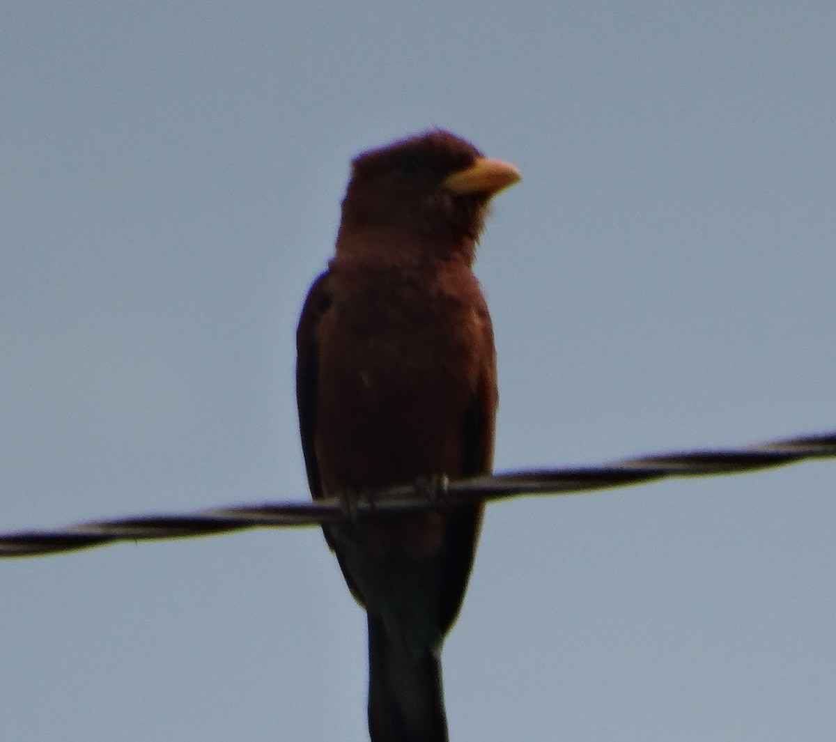 Red-billed Firefinch - ML153446221
