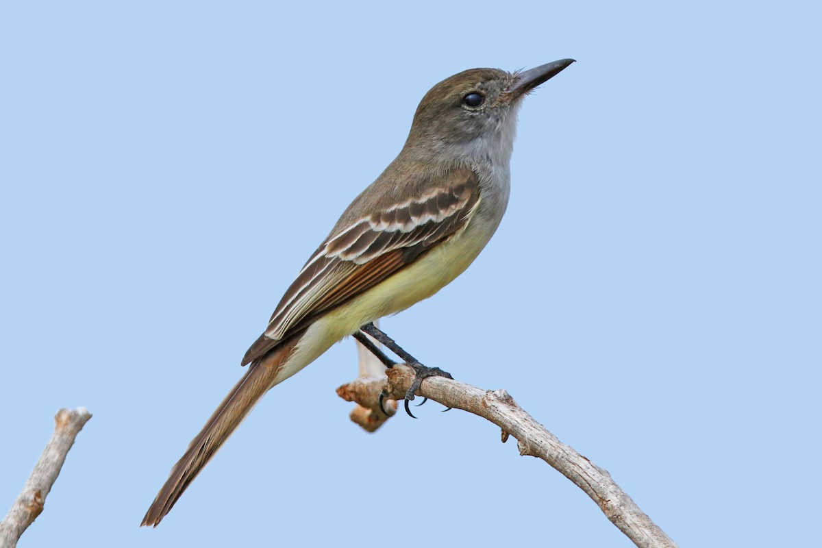 Stolid Flycatcher - ML153447501