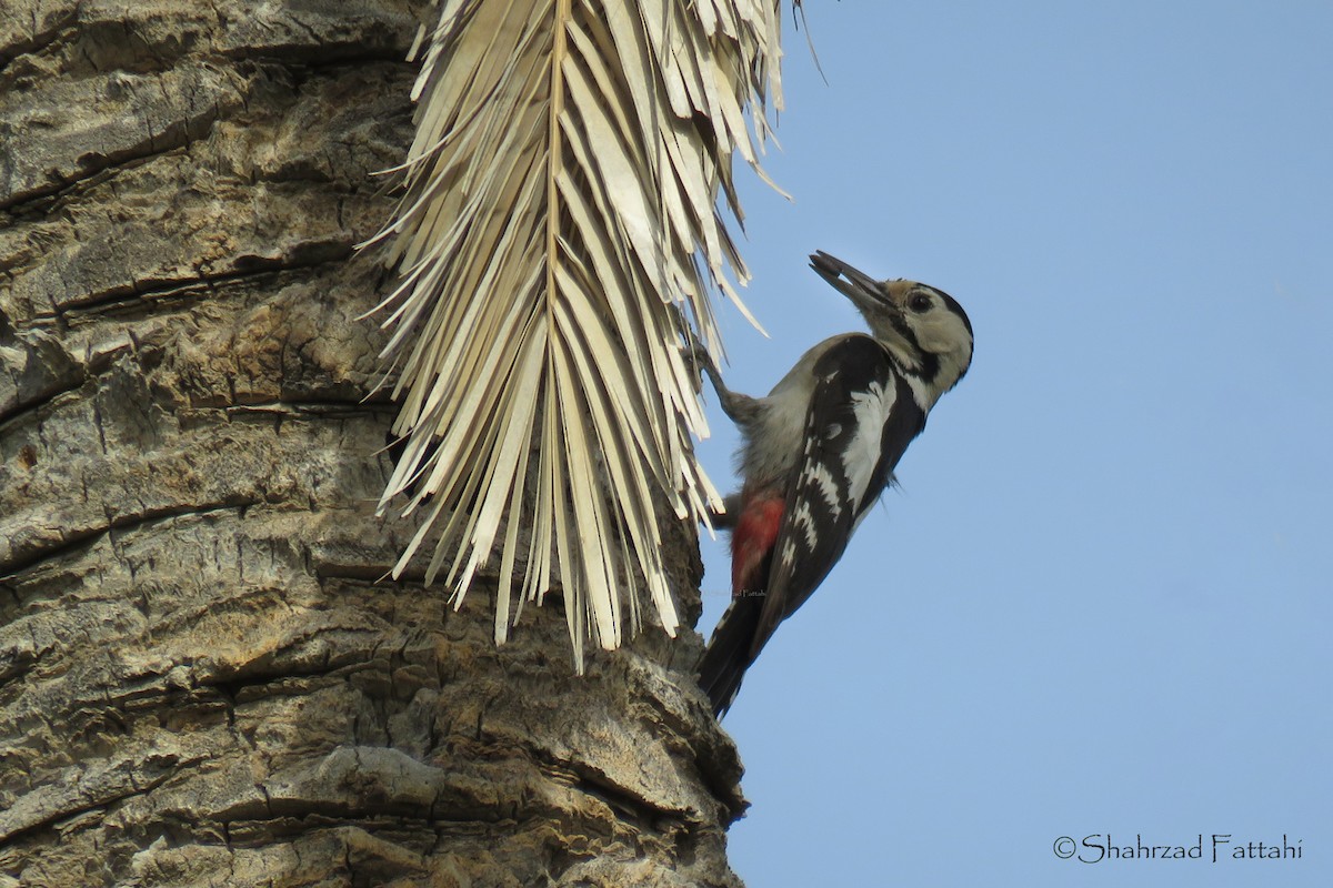 Sind Woodpecker - ML153450661