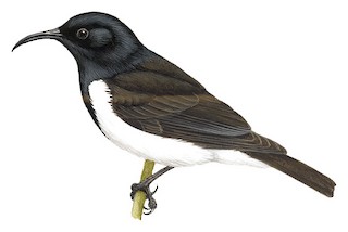 Meliphagidae - Honeyeaters - Birds of the World