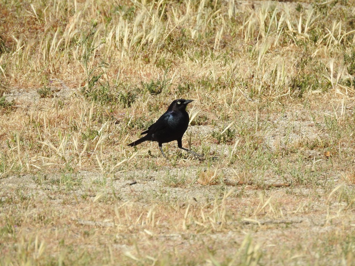 Brewer's Blackbird - ML153451531