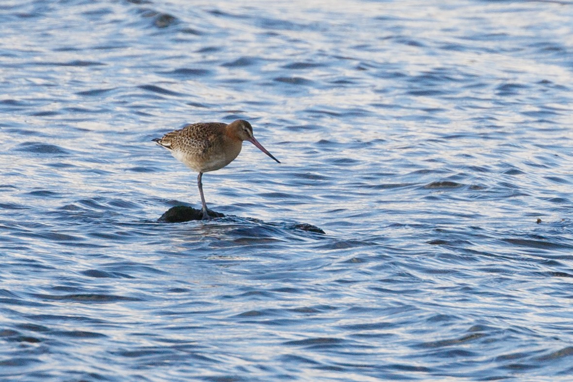 Black-tailed Godwit - ML153451951