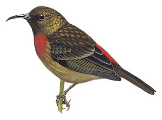 レッドマコーアフリカヨウムB&YマコヒーロンCDC剣羽BronzeMallard Red-collared Myzomela - Myzomela rosenbergii - Birds of the World