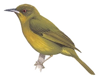 Meliphagidae - Honeyeaters - Birds of the World