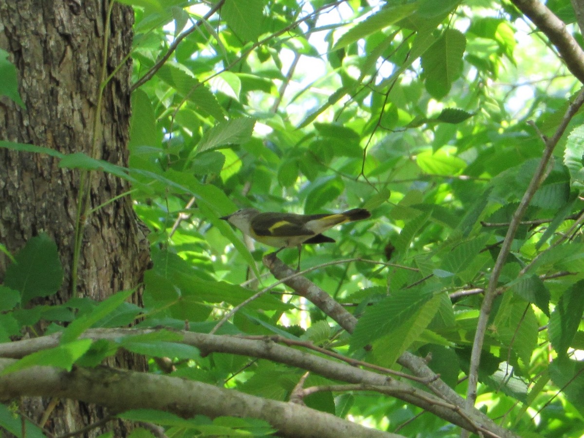 American Redstart - ML153453991