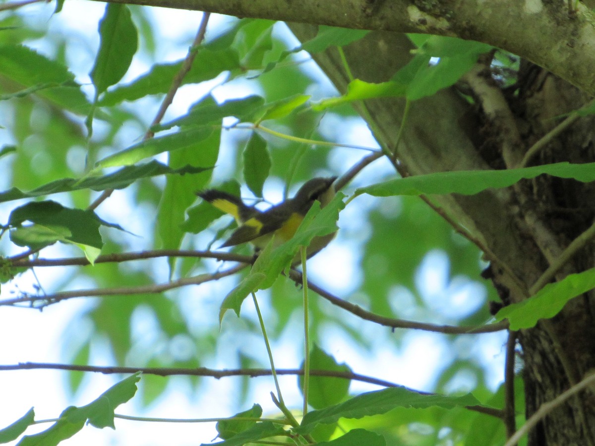 American Redstart - ML153454011