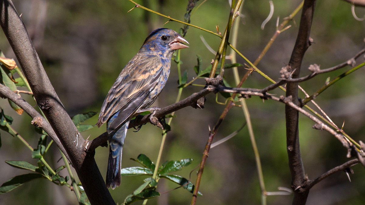 Blue Grosbeak - Jim Gain