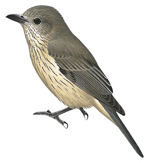 Rufous Whistler - Pachycephala rufiventris - Birds of the World