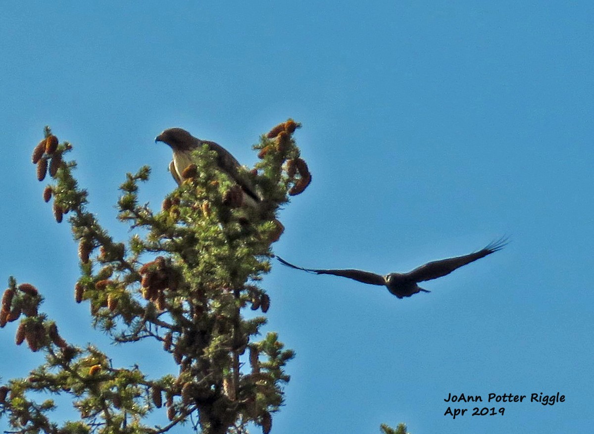 Red-tailed Hawk - ML153463071