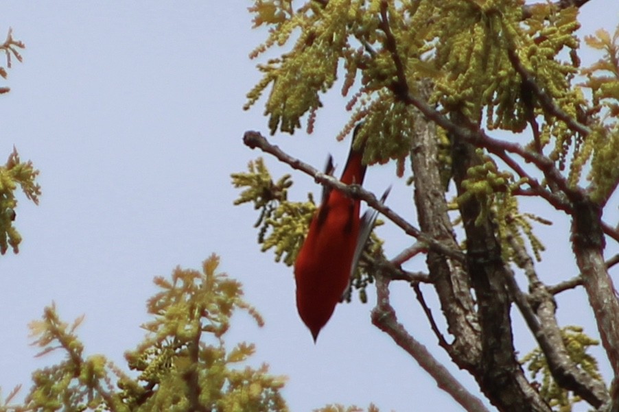 Scarlet Tanager - ML153463761