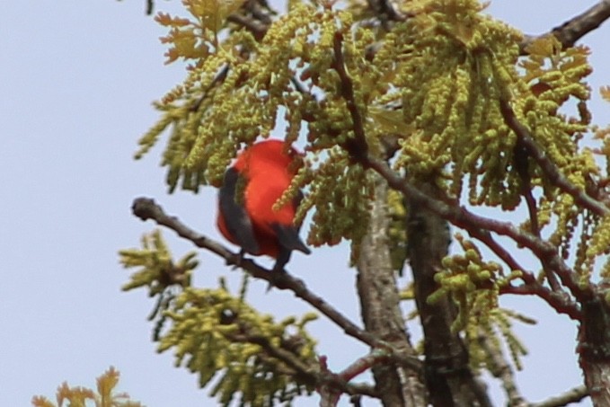 Scarlet Tanager - ML153463901