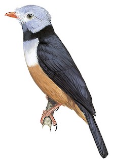 Rufous-bellied Helmetshrike - Prionops rufiventris - Birds of the World