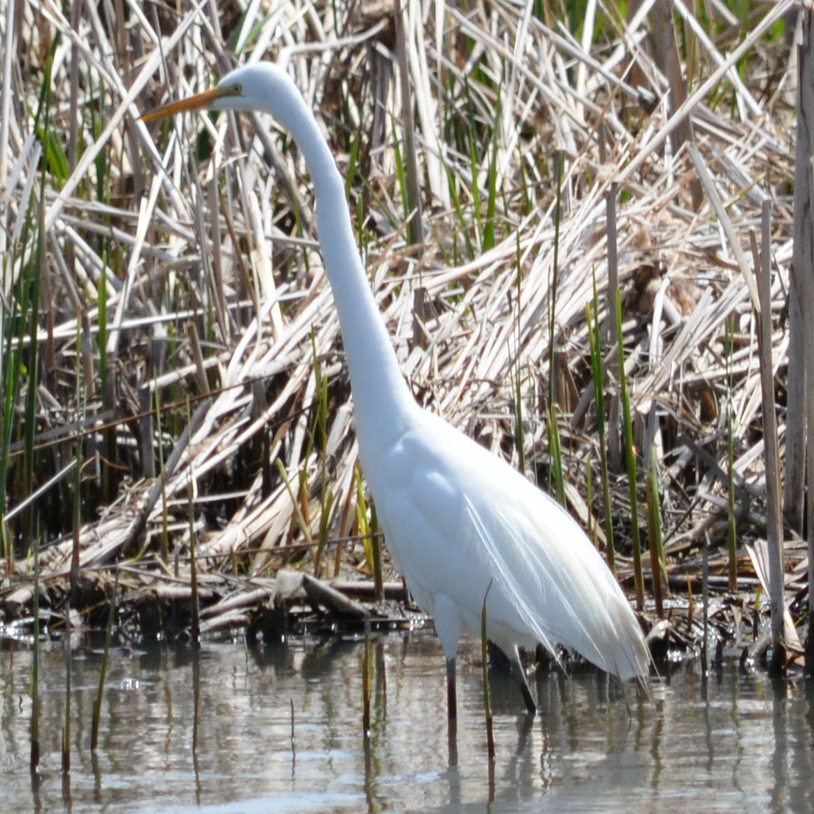 Grande Aigrette - ML153467081