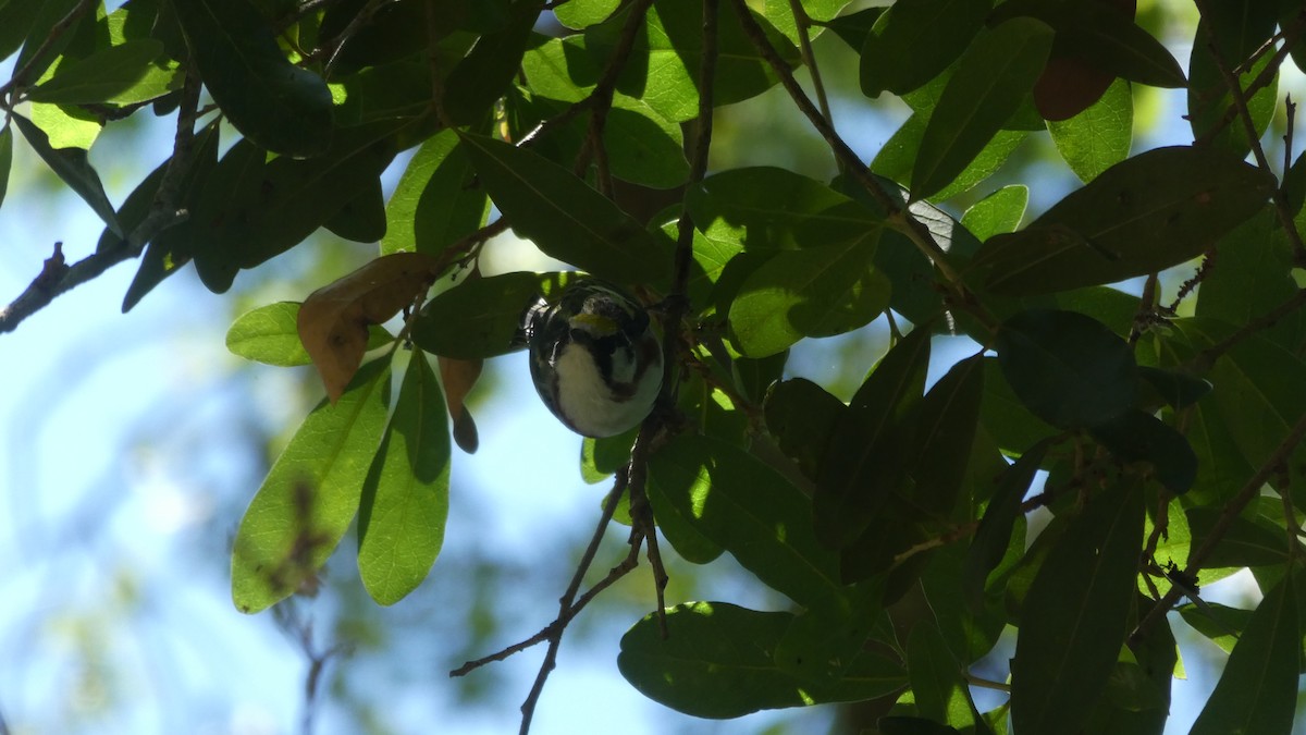 Chestnut-sided Warbler - ML153469331