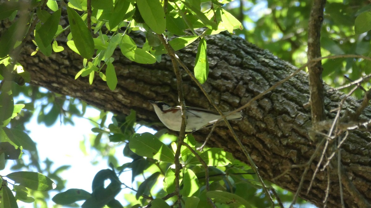 Chestnut-sided Warbler - ML153469971