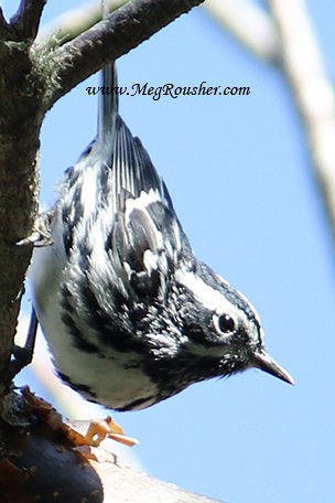 Black-and-white Warbler - ML153471861