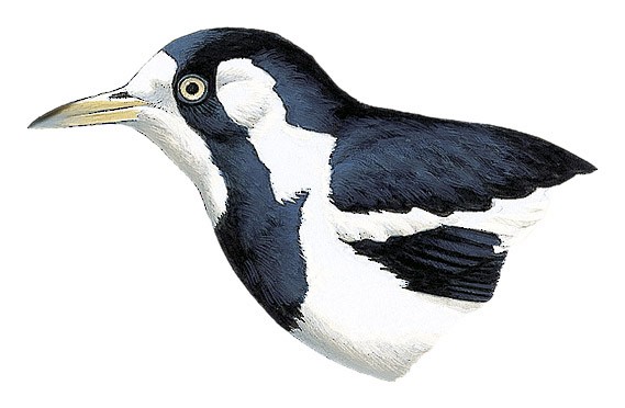 Magpie-lark - Grallina cyanoleuca - Birds of the World