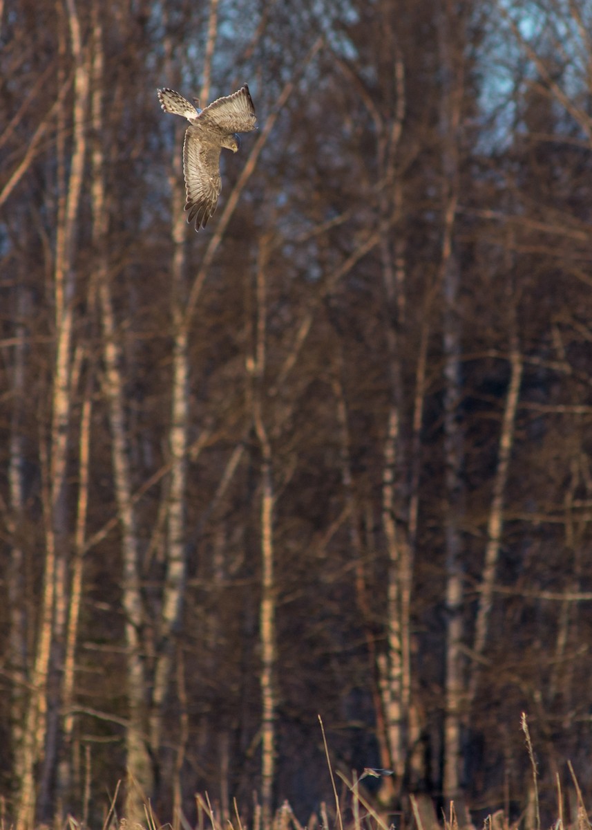 Northern Harrier - ML153473081