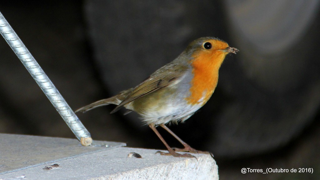 European Robin - ML153473221