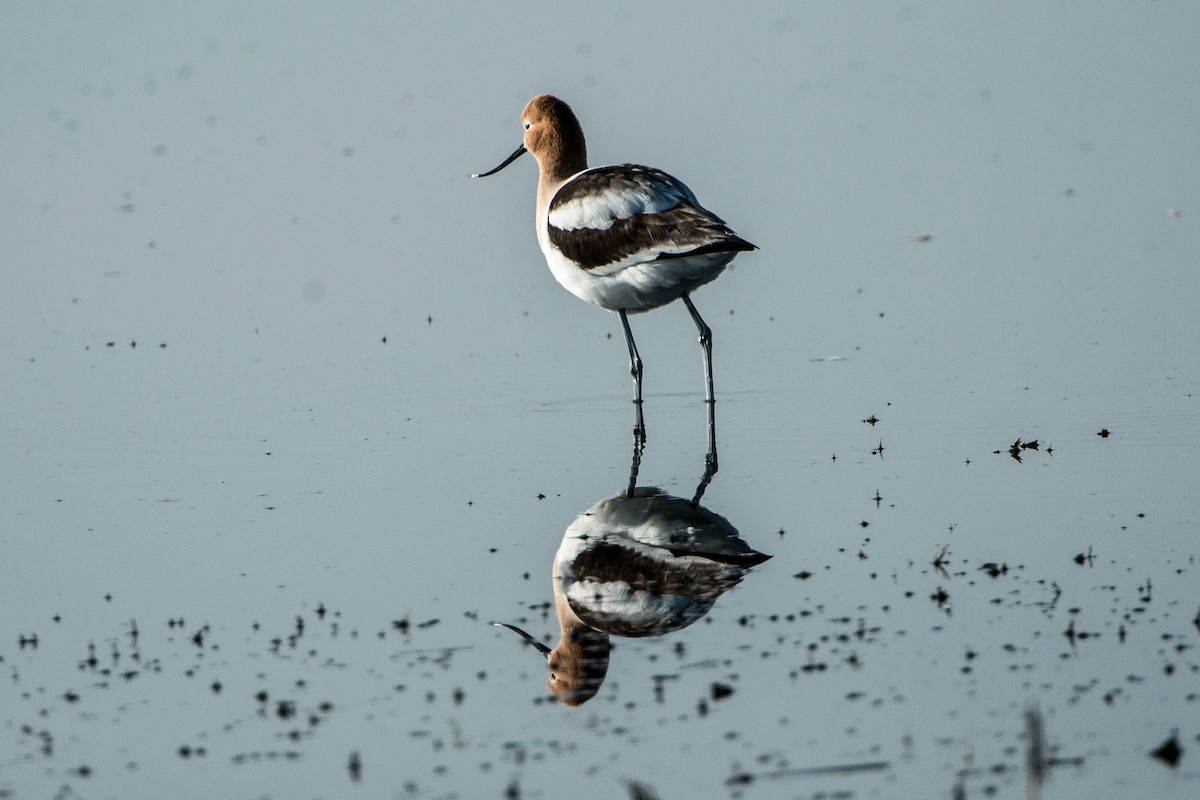 Avocette d'Amérique - ML153474071