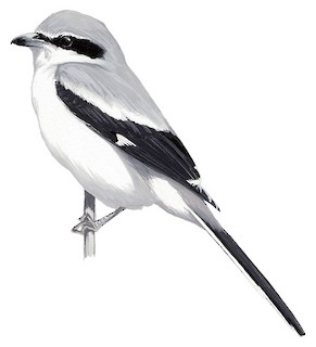 Great Gray Shrike - Lanius excubitor - Birds of the World