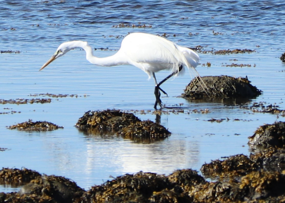 Grande Aigrette - ML153476561