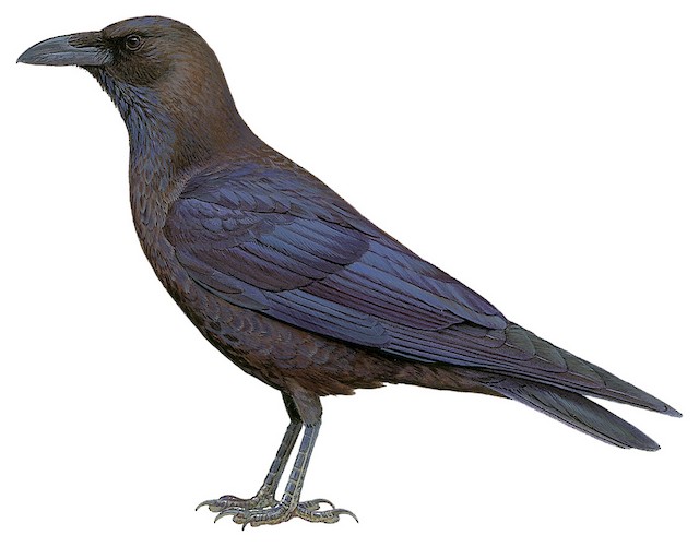 Brown-necked Raven - Corvus ruficollis - Birds of the World