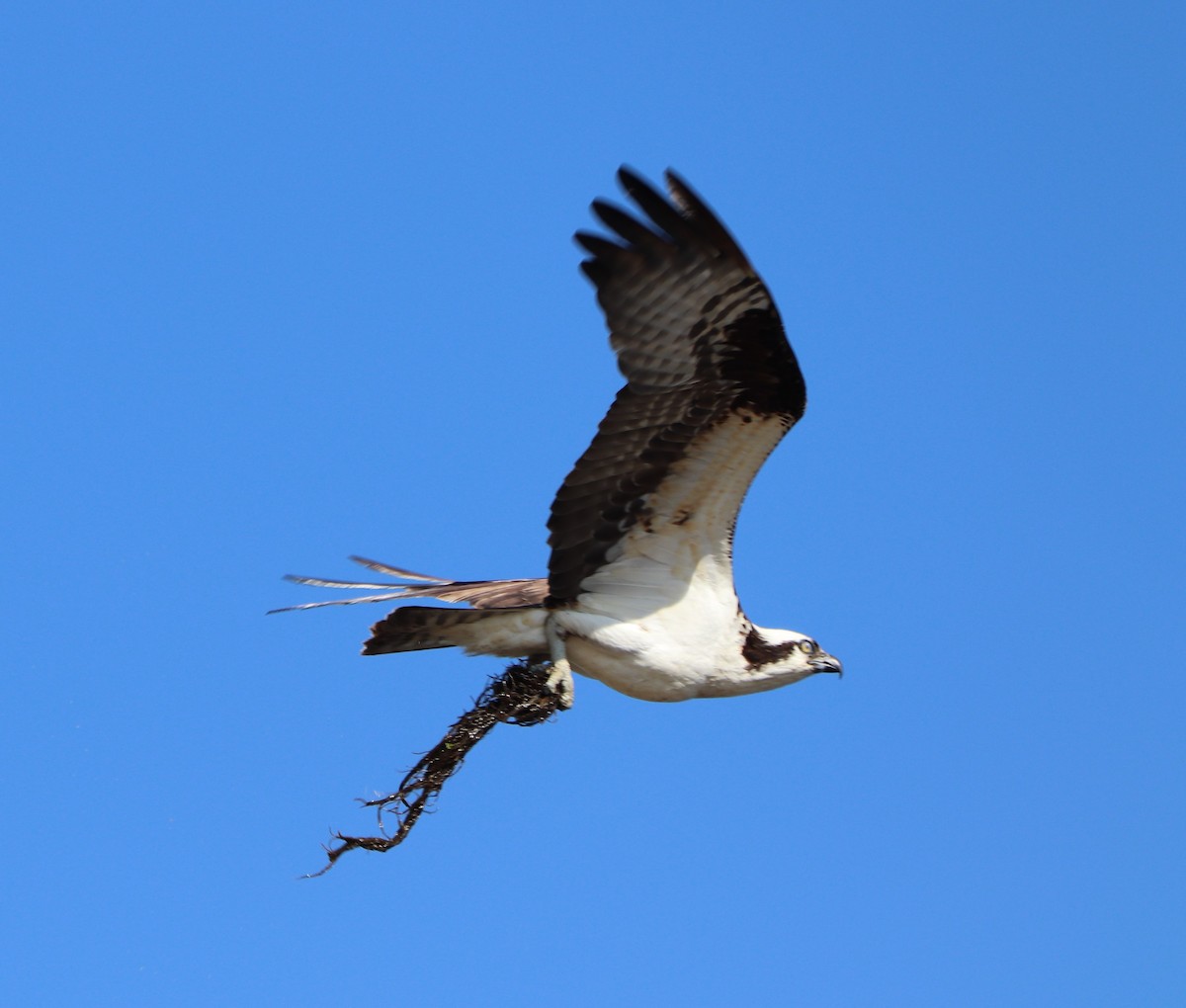 Balbuzard pêcheur - ML153477841