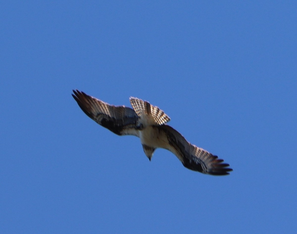 Balbuzard pêcheur - ML153478381