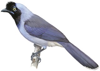 Sistemática - Azure-naped Jay - Cyanocorax heilprini - Birds of