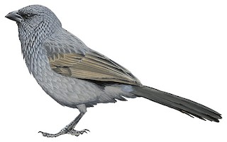 Corcoracidae - White-winged Chough and Apostlebird - Birds of the World
