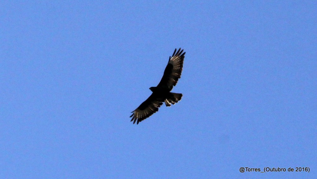 Common Buzzard - ML153480281