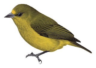Forest Penduline-Tit