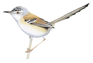 Cricket Longtail