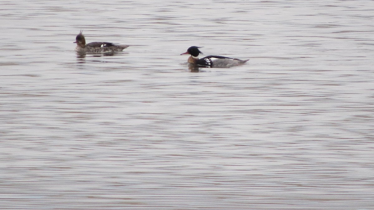 Red-breasted Merganser - ML153490891