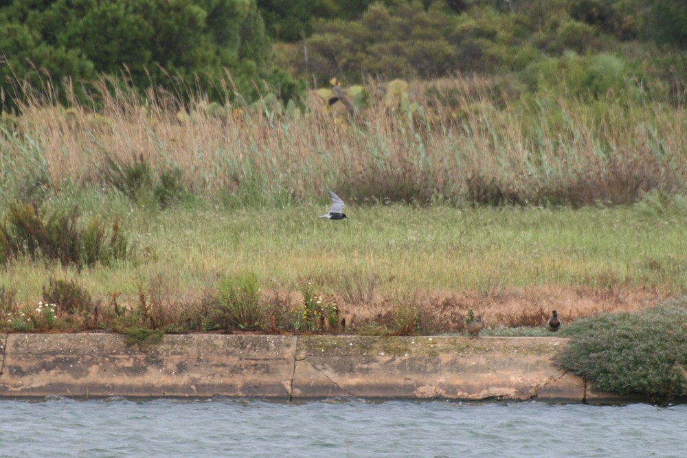 Black Tern - ML153491131