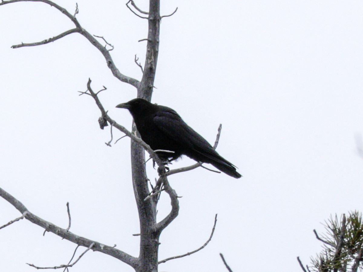 American Crow - ML153492721