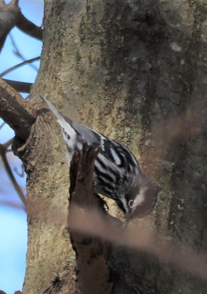 Black-and-white Warbler - valerie heemstra