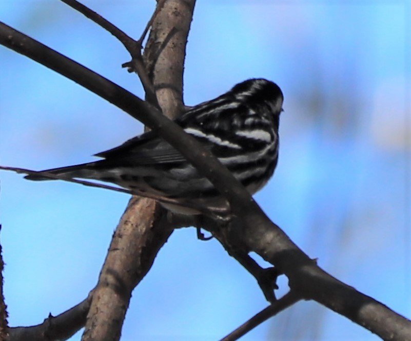 Paruline noir et blanc - ML153493421