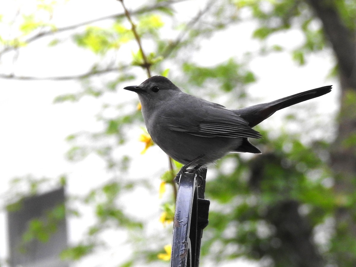 Gray Catbird - ML153494351